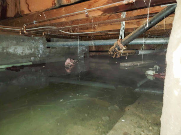 Best Local water damage restoration  in Woodlyn, PA